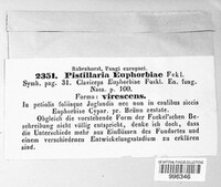 Typhula euphorbiae image